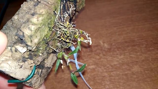 Dendrobium cuthbertsonii смотреть онлайн