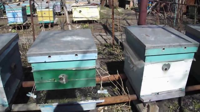 Самое лучшее средство от пчел воровок и щурок!!!! смотреть онлайн