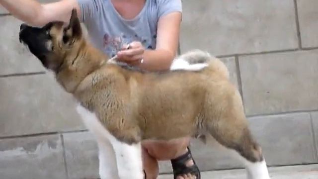 барс смотреть онлайн