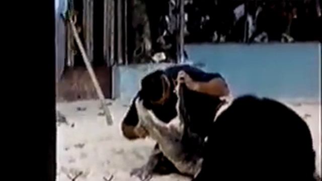 Шоу с крокодилом не удалось смотреть онлайн