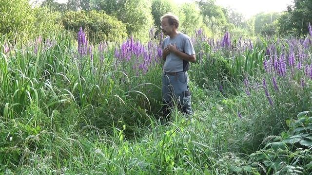 Plant Vd Maand Grote De Kattenstaart - Lythrum Salicaria