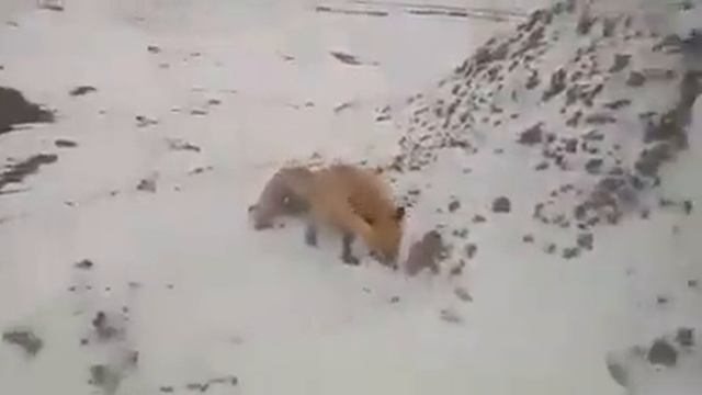 Бешенный Лиса нападает на человека смотреть онлайн