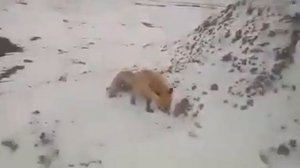 Бешенный Лиса нападает на человека