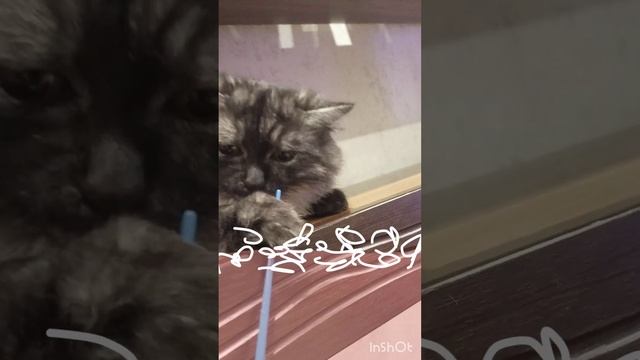 как наш котёнок пьёт коктейль ❤️❤️❤️