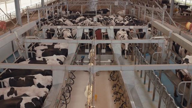 Dairy Enteligen - цифровые инструменты для животноводческих хозяйств смотреть онлайн