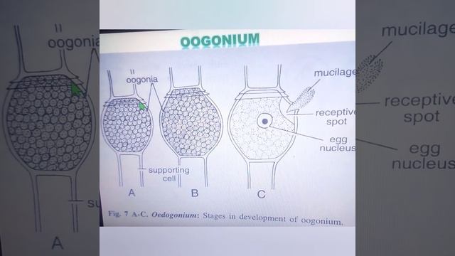 Oedogonium//Development of OOGONIUM//Green Algae// B.Sc. Botany Lectures смотреть онлайн