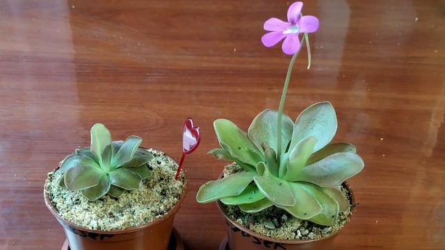 Жирянка Весер ( Pinguicula Weser). Сортовые особенности, содержание и уход.