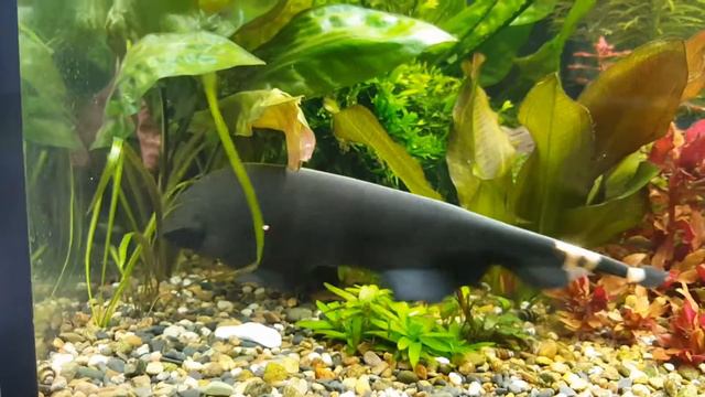 Черный нож на выгуле ( Аптеронотус белокаймовый Apteronotus albifrons) смотреть онлайн