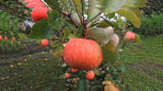 ПАДАЮТ ЯБЛОКИ ПОД ПЕСНЮ ИГОРЯ СКЛЯРА смотреть онлайн