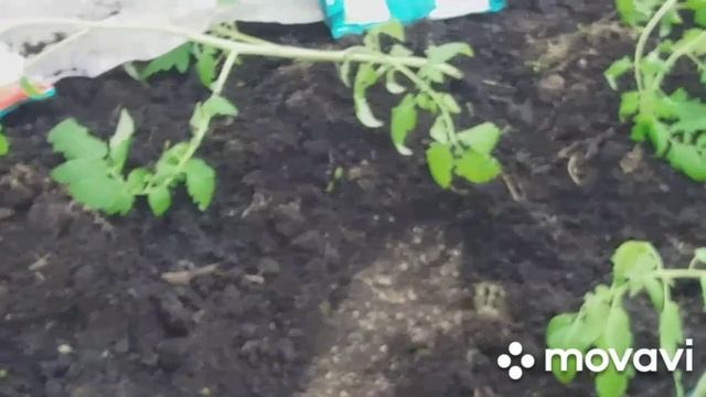 Высадила рассаду томатов в холодный грунт! Что добавила в лунки? смотреть онлайн