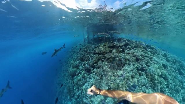 Introducing the Insta360 X3 Invisible Dive Kit смотреть онлайн