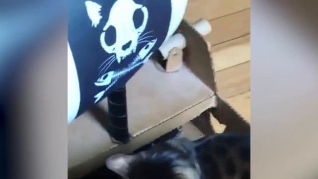 BEST CAT MEMES COMPILATION OF 2020 PART 37 (FUNNY CATS) смотреть онлайн
