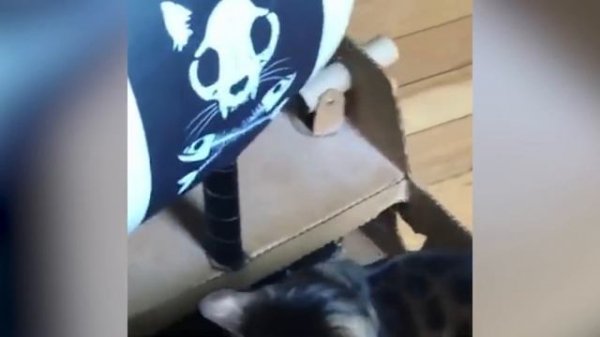 BEST CAT MEMES COMPILATION OF 2020 PART 37 (FUNNY CATS)