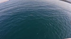 КЛЮНУЛ ОГРОМНЫЙ МОРСКОЙ СКАТ!РЫБАЛКА НА ДОННЫЕ СНАСТИ НА ЧЁРНОМ МОРЕ.ПОДВОДНЫЕ СЪЕМКИ ПОКЛЕВОК!!!