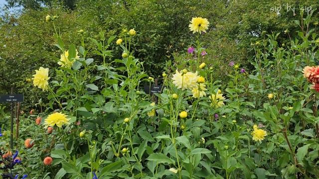 Arboretum at the end of the summer смотреть онлайн