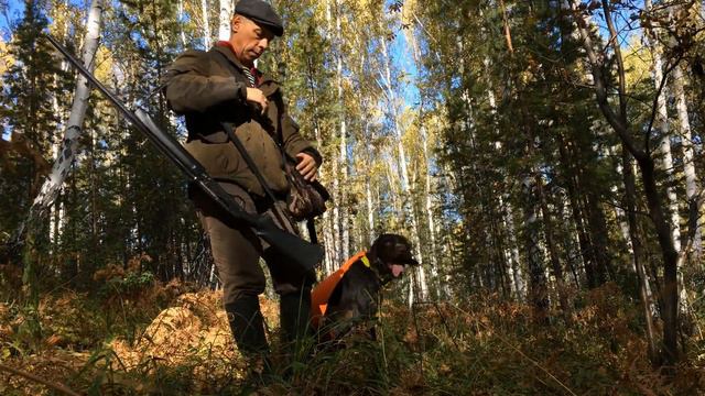 Woodcock. ОХОТА НА ВАЛЬДШНЕПА В ОКТЯБРЕ С ДРАТХААРОМ смотреть онлайн