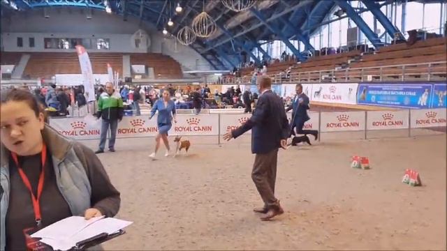 CACIB Minsk 23-24.11.2019 Basenji смотреть онлайн