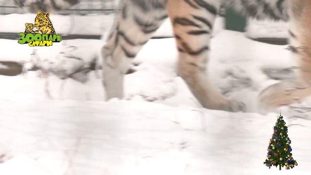 Примите наши искренние поздравления с наступающими праздниками! ЗООПАРК САФАРИ смотреть онлайн