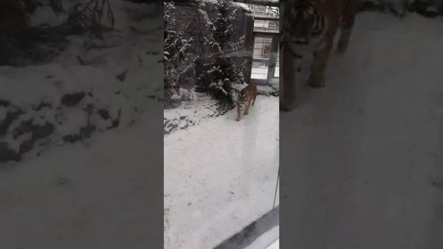 Тигр в Ленинградском зоопарке смотреть онлайн