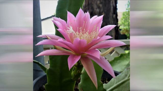 And I Love You So (Karaoke With Epiphyllum Flowers) смотреть онлайн