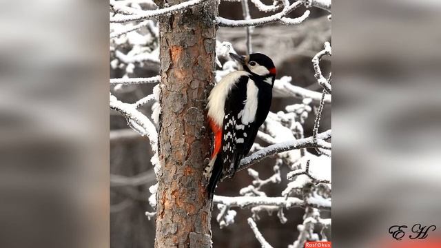 Зимующие птицы смотреть онлайн