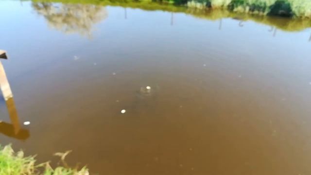пруд на даче#9.караси в пруду на даче!много карасей. смотреть онлайн