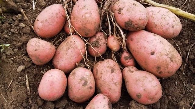 Семенной Картофель Купить В Интернет Магазине смотреть онлайн