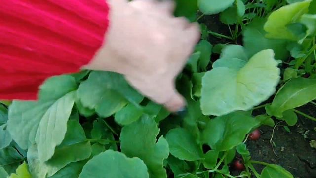 Обзор покупок / Влог / Похолодание / Цветут петунии смотреть онлайн