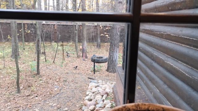 Алиса - лиса. Сороки. смотреть онлайн