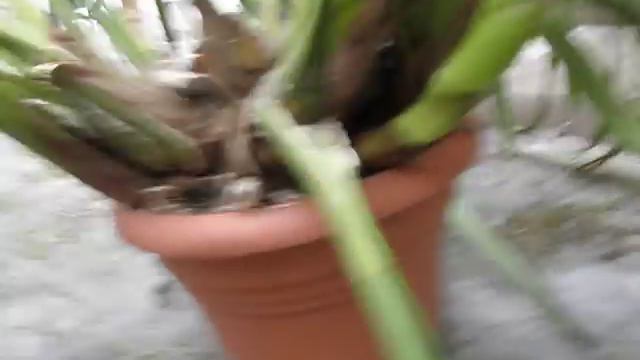 Cymbidium video jak nasazuje.AVI смотреть онлайн