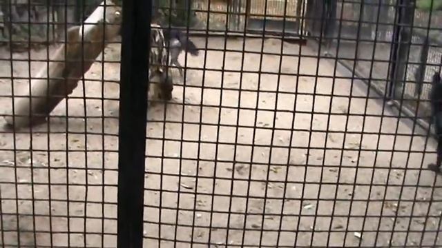Видео. Черный волк как собака. смотреть онлайн