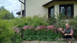 Аквилегия - тонкости выращивания