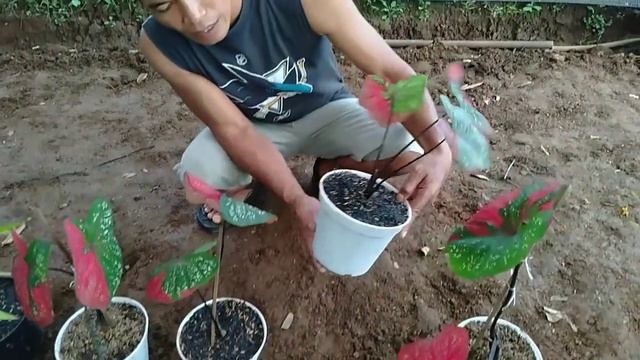Tanaman hias grosiran super murah disini смотреть онлайн