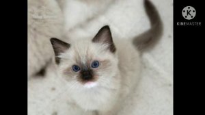 Факты о породе кошек Рэгдолл|? Мягкие Лапки ?