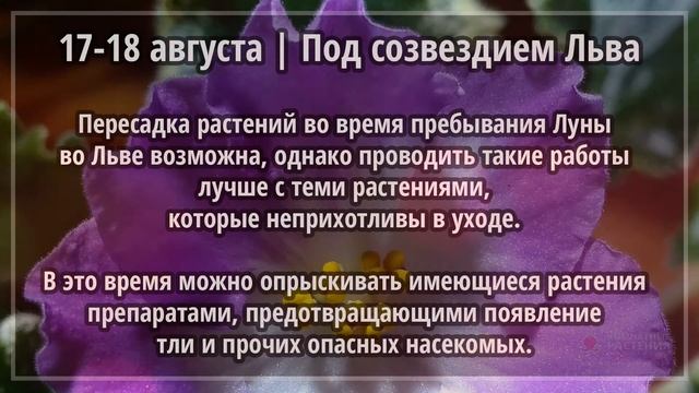 Август 2020 г. | Лунный календарь комнатных растений смотреть онлайн