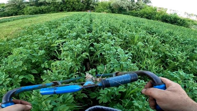 Ручной пропольник при возделывании картофеля. Manual weeding machine for potato cultivation. смотреть онлайн