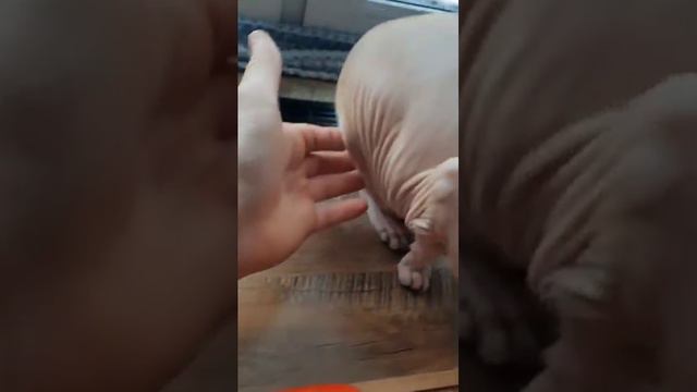 Чем правильно кормить кошку сфинкса.