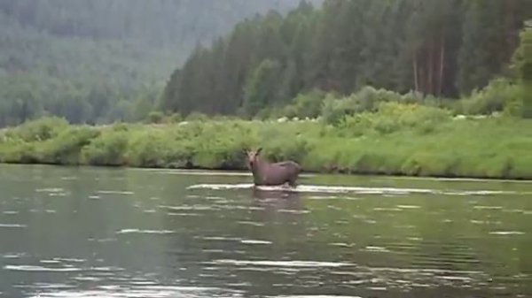 На реке Илим