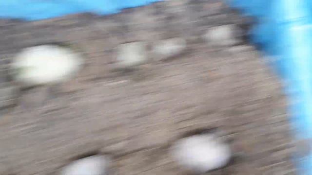 1 Мая! Сажаем картофель на балконе в ящике!!! Будет ли урожай? ! Посмотрим..... смотреть онлайн