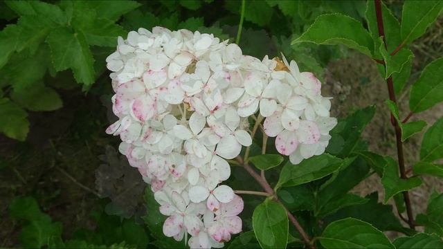 Гортензия метельчатая Ванилла Фрайз / Hydrangea Paniculata Vanille Fraise смотреть онлайн