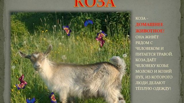 Домашние животные и птицы, материал для II младшей группы. смотреть онлайн