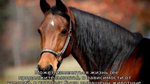 Как определить возраст лошади