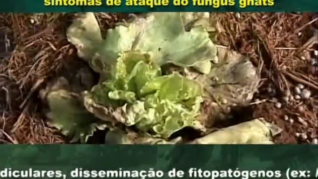 STRATIOMIP - Programa de manejo do fungus gnats смотреть онлайн