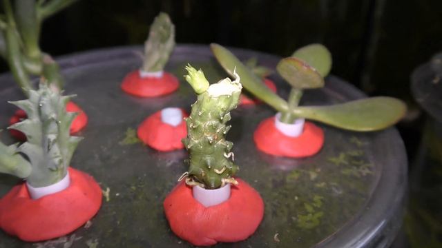 Huernia Schneideriana red dragon cactus growing in water смотреть онлайн