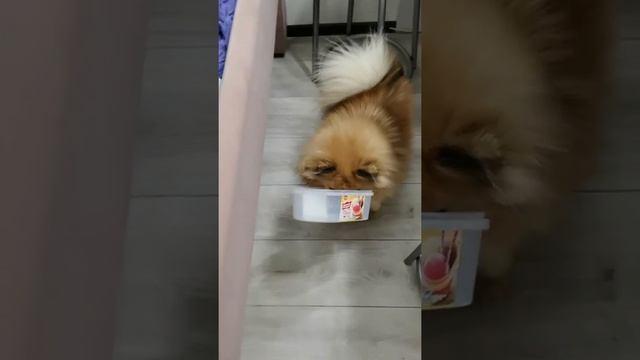 Жадный рыжий шпиц смотреть онлайн