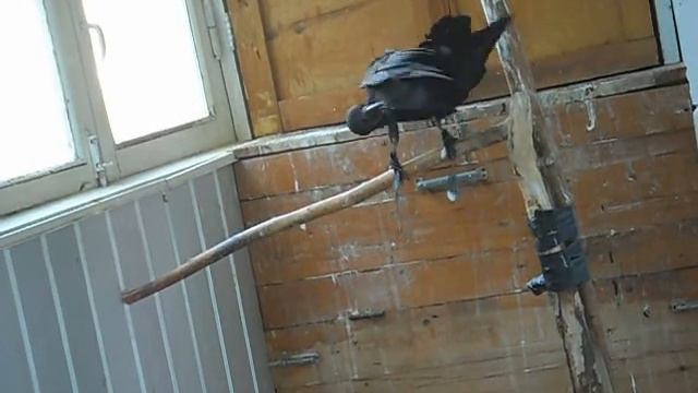 Грачиные разговоры смотреть онлайн