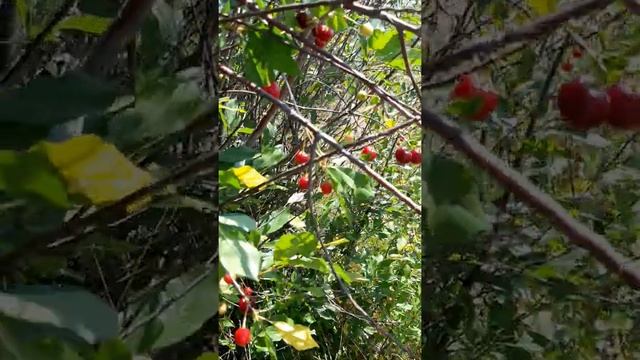 Строительная Лаборатория