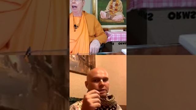 28-04-2020 | ЕС Бхакти Чайтанья Свами | Нектар наставлений | Стих 8 | Ответы на вопросы смотреть онлайн