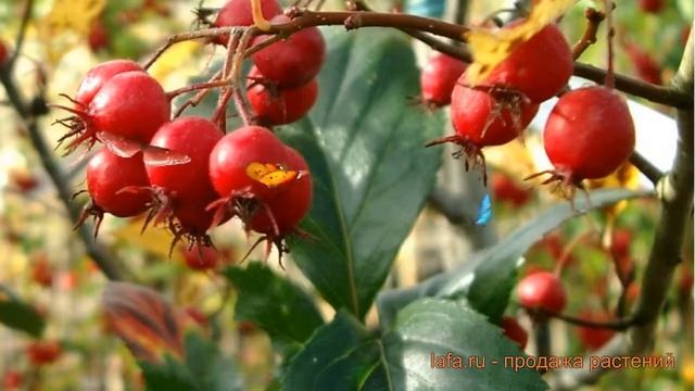 Боярышник круглолистный (crataegus) ? круглолистный боярышник обзор: как сажать, саженцы боярышника смотреть онлайн