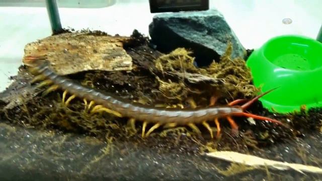 Сколопендра Scolopendra subspinipes смотреть онлайн